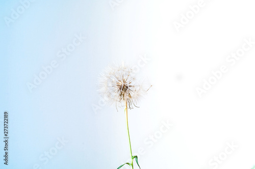 Creative blue background with white dandelions inflorescence.