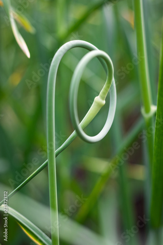 Garlic scape in garden