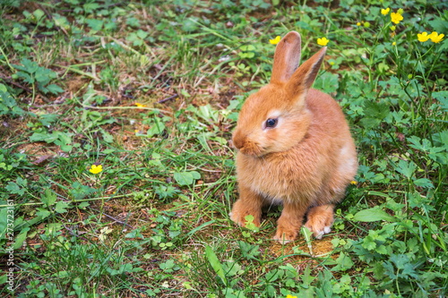 Cute little red furry rabbit