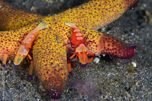 Amazing underwater world - Emperor shrimps (Zenopontonia rex) on a starfish. Diving, macro photography. Tulamben, Bali, Indonesia.  photo