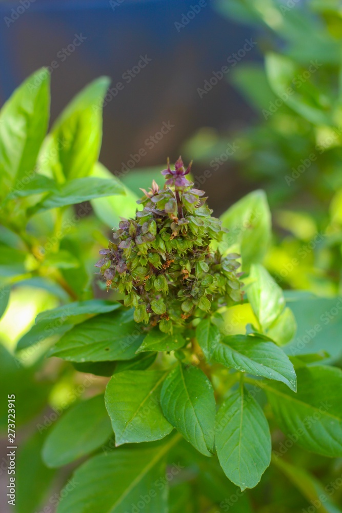 The flower of the basil The flower of the basil