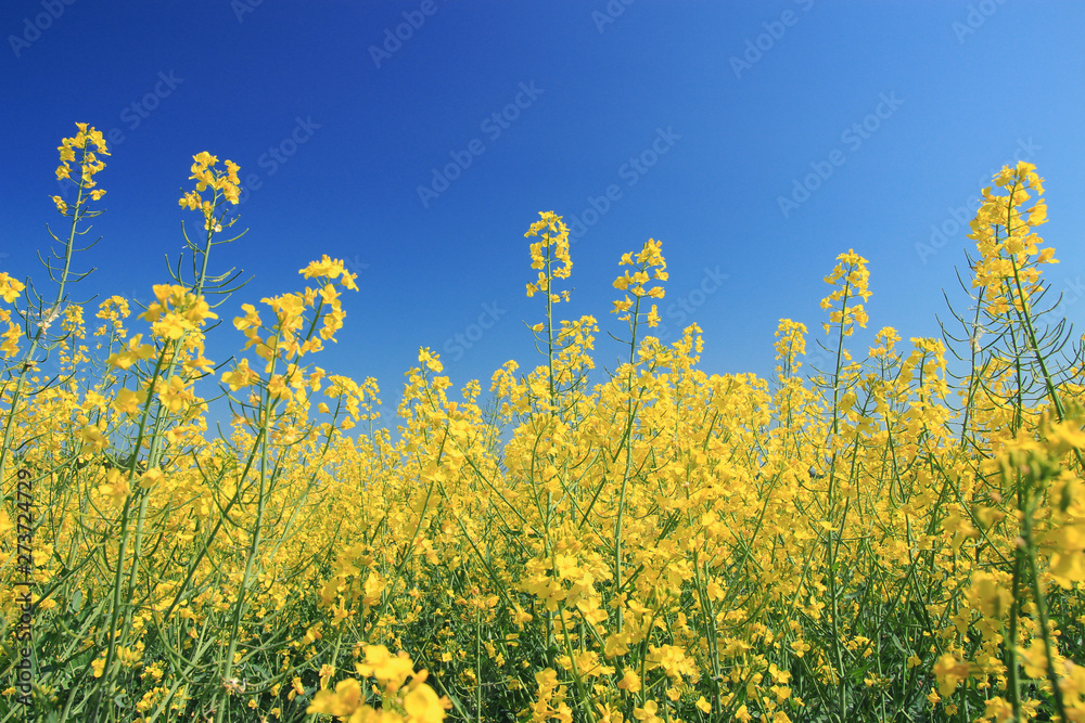Rapeseed field. Rapes on the field in summer. Rapeseed field. Rapes on the field in summer.
