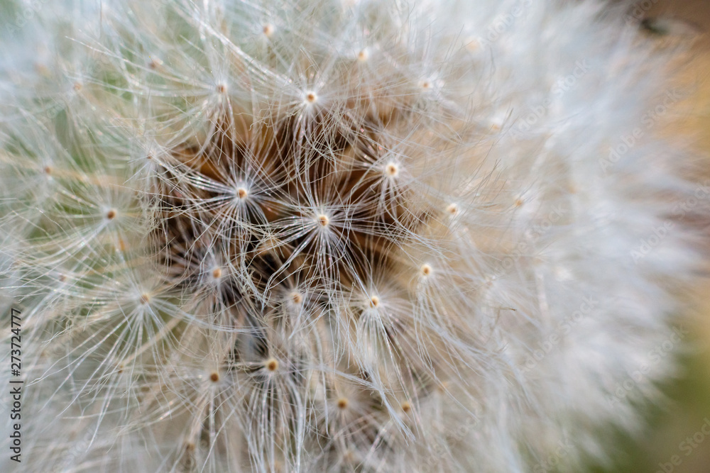Fototapeta premium Mniszek pospolity, mniszek lekarski, (Taraxacum sect. Taraxacum) 