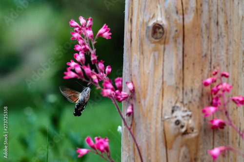 Fruczak gołąbek (Macroglossum stellatarum)