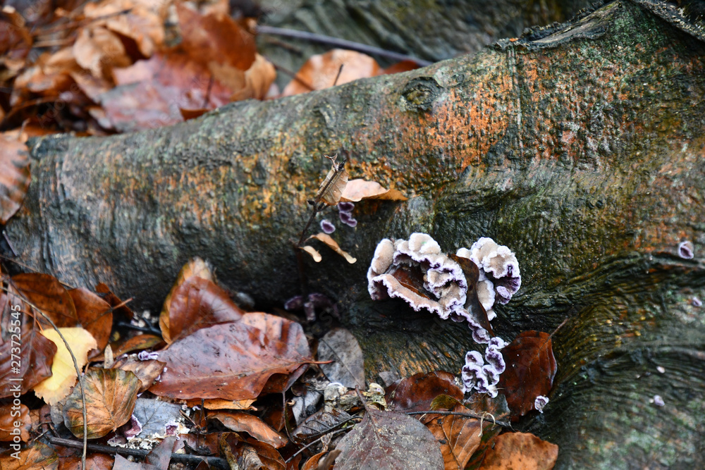 Autumn leaves. Tree mushroom bunch at wet wood bark surface on ground among wet fallen leaves after autumn rain. Piece of dirty tree bark covered with lichens and tree mushrooms. Fall in forest Autumn leaves. Tree mushroom bunch at wet wood bark surface on ground among wet fallen leaves after autumn rain. Piece of dirty tree bark covered with lichens and tree mushrooms. Fall in forest