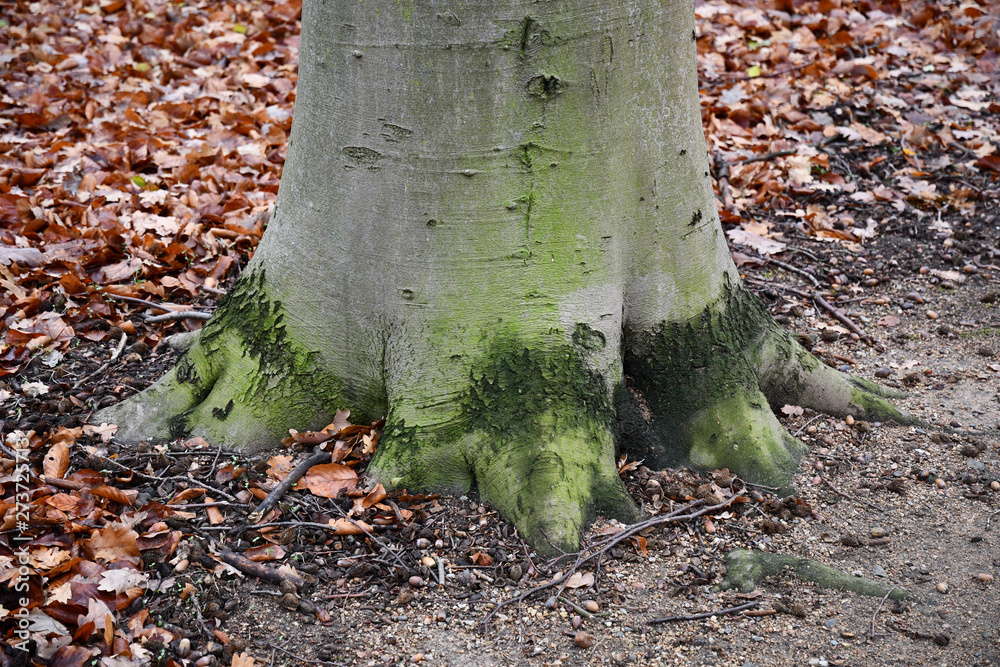 Tree roots at bottom part of tree trunk on ground with autumn leaves background. Wood backdrop. Green grey colors tree bark surface closeup. Forest textures. Old tree in park of Berlin Germany. Tree roots at bottom part of tree trunk on ground with autumn leaves background. Wood backdrop. Green grey colors tree bark surface closeup. Forest textures. Old tree in park of Berlin Germany.