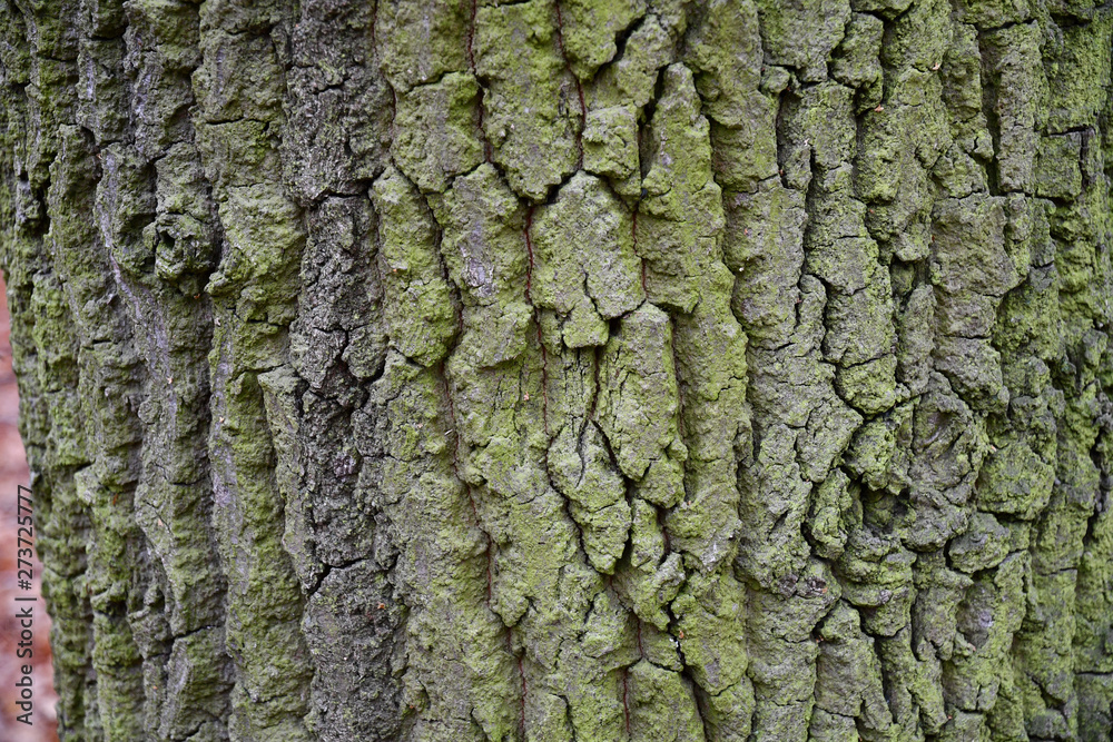 Bark of a tree. Green gray wood bark texture with deep cracks. Rough texture of aged tree bark closeup. Weathered wooden knotted bark backdrop. Natural tree trunk surface closeup. Bark of a tree. Green gray wood bark texture with deep cracks. Rough texture of aged tree bark closeup. Weathered wooden knotted bark backdrop. Natural tree trunk surface closeup.