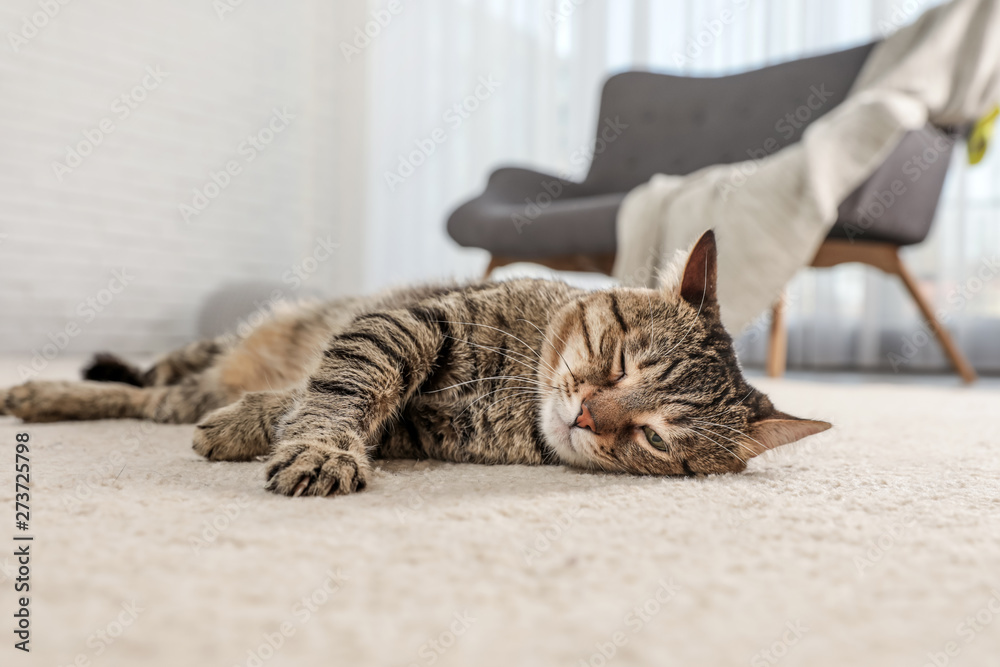 Tabby cat on floor in living room - obrazy, fototapety, plakaty 
