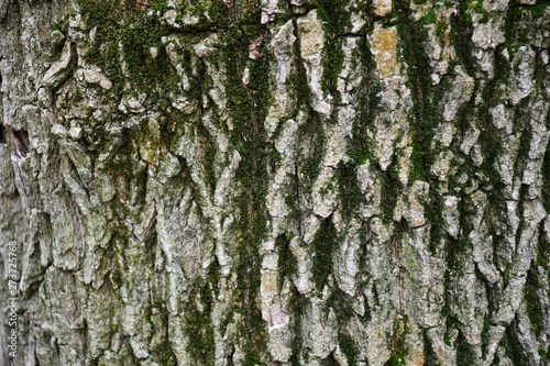 Bark of a tree. Shades of green gray color background of wood bark texture with very deep cracks. Rough texture of old tree bark closeup. Weathered wooden bark backdrop.