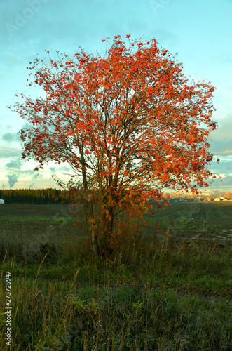 A single red maple tree in a field close up with forest and village on the horizon.