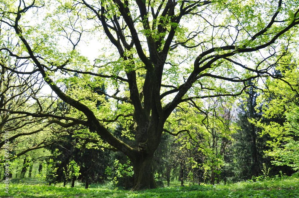 A huge tree with young green foliage in the park in early spring on a sunny day. A huge tree with young green foliage in the park in early spring on a sunny day.