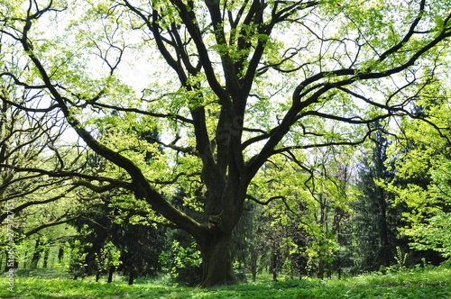 A huge tree with young green foliage in the park in early spring on a sunny day.