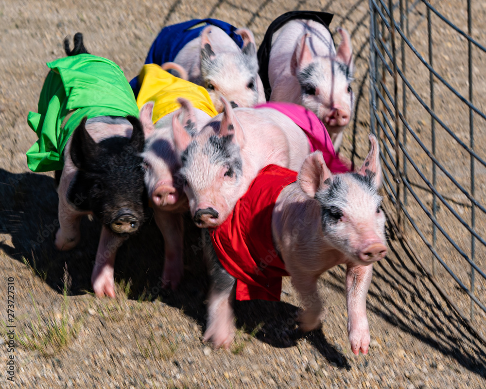 Φωτογραφία Racing pigs in colored jerseys piglets running for the treat at a county fair