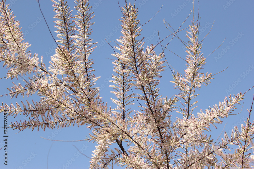 gently pink flowers on the tree, flowering trees, texture