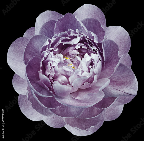 Fototapeta Naklejka Na Ścianę i Meble -  purple peony flower isolated on the black  background with clipping path  no shadows. Closeup.  Nature.