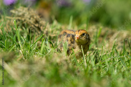 neugierige junge Wachtel im hohen Gras