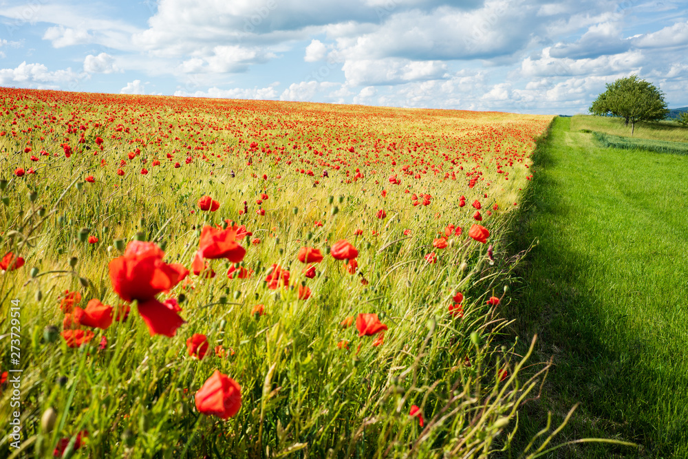 Sommerglück mit blühendem Mohn in Gerstenfeld unter strahlend blauem Himmel (D, Bayern, Unterfranken, Grabfeld) Sommerglück mit blühendem Mohn in Gerstenfeld unter strahlend blauem Himmel (D, Bayern, Unterfranken, Grabfeld)
