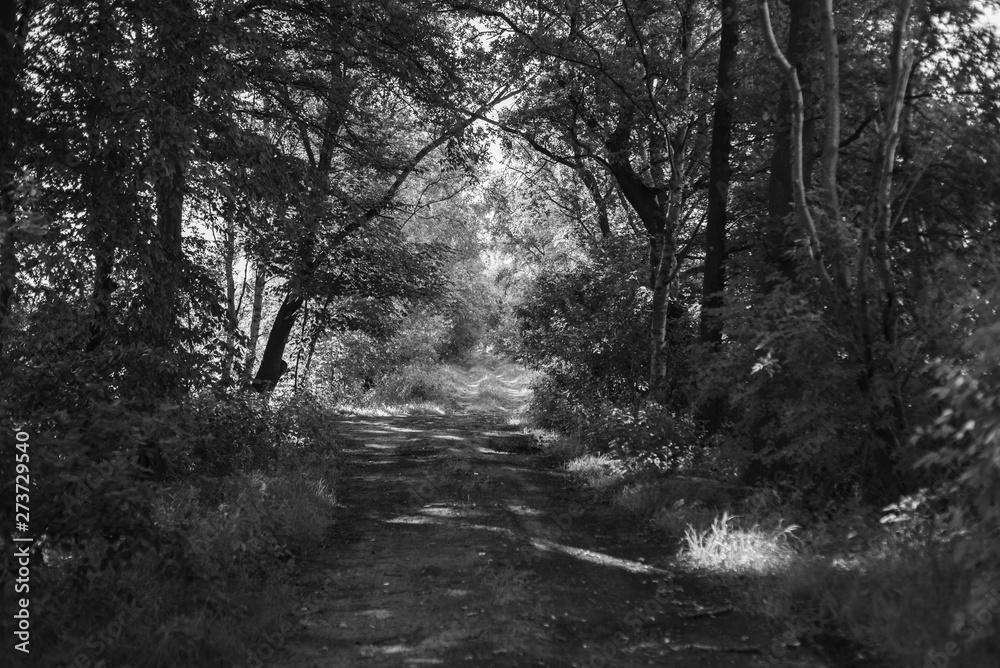 Fototapeta premium fog in the forest