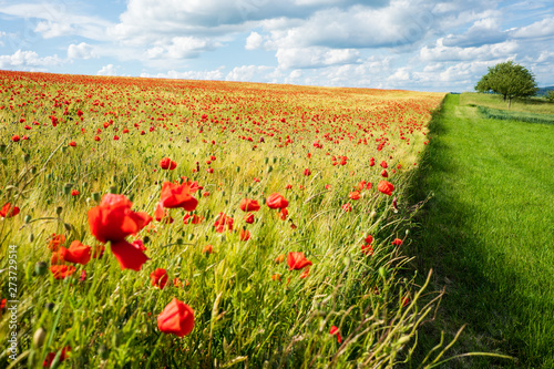 Sommerglück mit blühendem Mohn in Gerstenfeld unter strahlend blauem Himmel (D, Bayern, Unterfranken, Grabfeld) photo