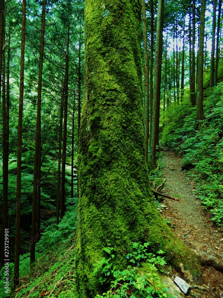 Obraz premium 苔むした木