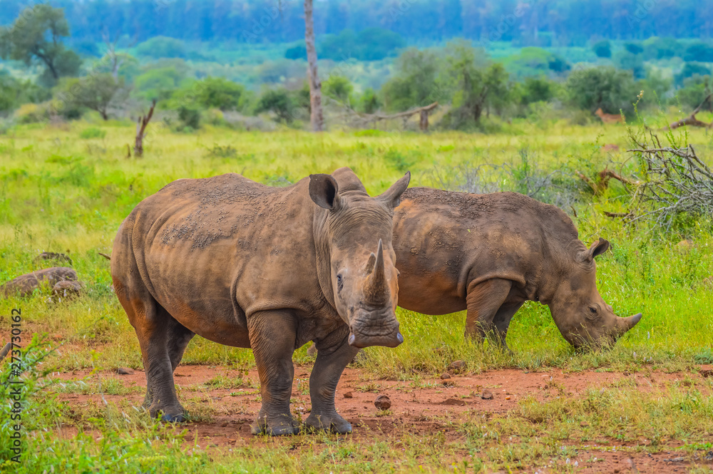 Obraz premium Portrait of cute male bull white Rhino or Rhinoceros in a group