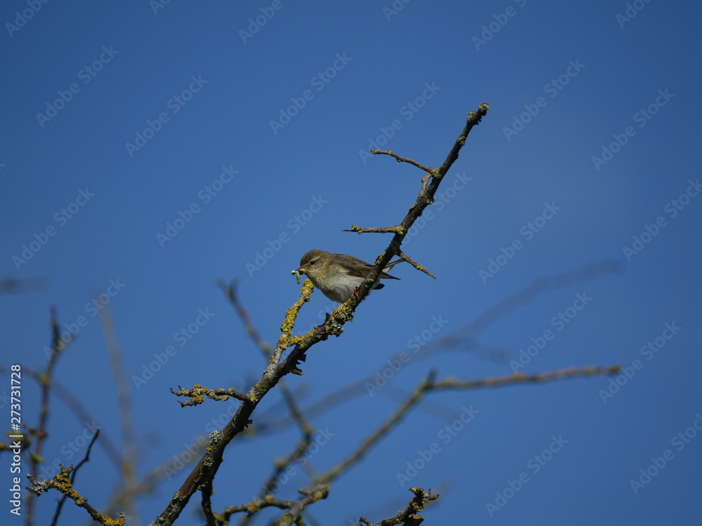 willow warbler (Phylloscopus trochilus) with juicy caterpillar to feed its young willow warbler (Phylloscopus trochilus) with juicy caterpillar to feed its young