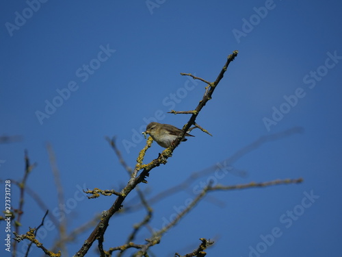 willow warbler (Phylloscopus trochilus) with juicy caterpillar to feed its young