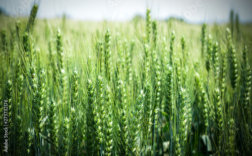 Green Wheat Field Close Up