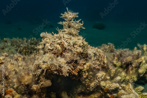 Coral reefs and water plants in the Red Sea  Eilat Israel