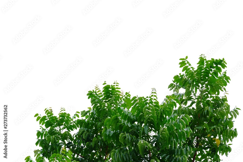 Tropical tree with leaves branches on white isolated background for green foliage backdrop Tropical tree with leaves branches on white isolated background for green foliage backdrop