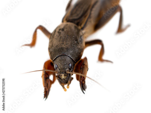Portrait of a digging large insect gryllotalpa