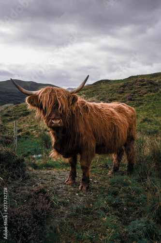 Highland cow.A shaggy scottish cow with big horns stands on a green me photo