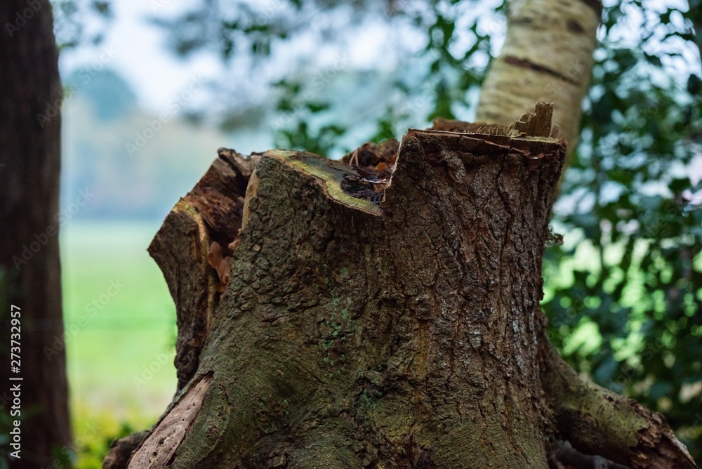 Fototapeta premium trunk of a tree