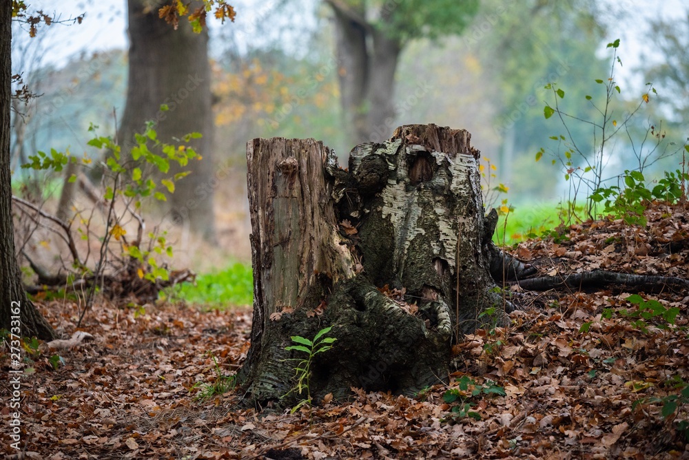 Obraz premium old stone cross in graveyard