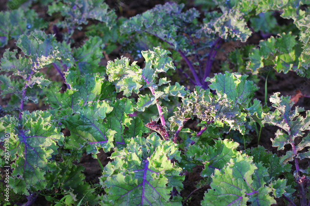 Φωτογραφία Green vegetable garden field planting red kale green in organic plantation farm