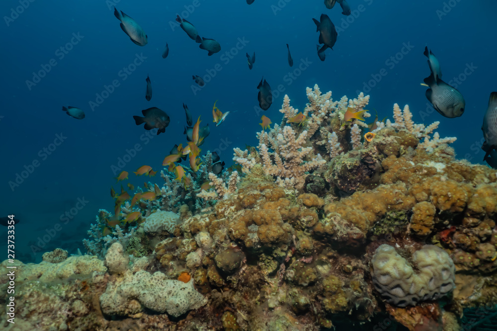 Obraz premium Coral reefs and water plants in the Red Sea, Eilat Israel