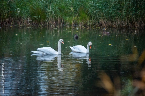 swan on lake