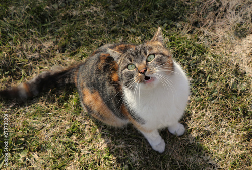 Colourful pet trustingly looks on me and waits for some treats. Domestic kitten is sitting on the ground and with her mouth open she looks into the air photo