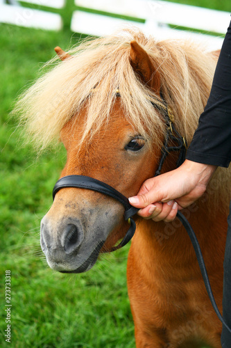 Shetland mini pony photo