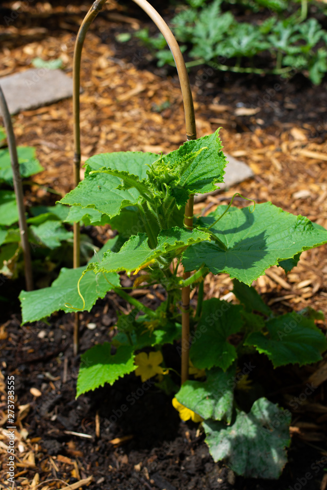 Obraz premium Cucumber plant
