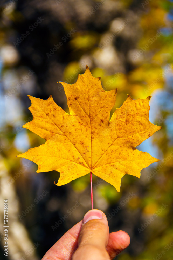 A man's hand is holding a beautiful bright autumn leaf against the background of nature.