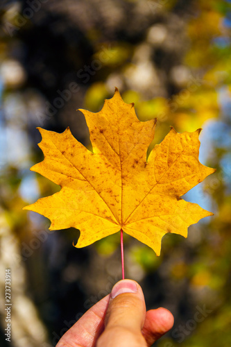 A man s hand is holding a beautiful bright autumn leaf against the background of nature.