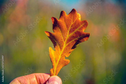 A man s hand is holding a beautiful bright autumn leaf against the background of nature.