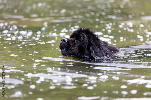 Fototapeta Naklejka Na Ścianę i Meble -  Newfoundland dog portraits in the water. Beautiful big black dog is playing over the water.
