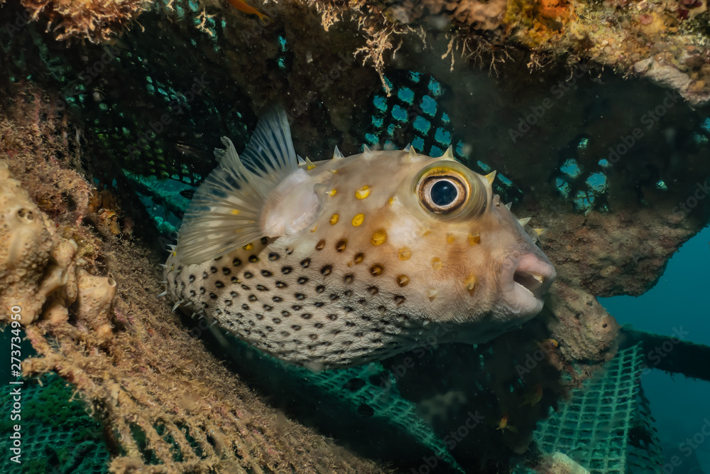 Fish swim in the Red Sea, colorful fish, Eilat Israel Fish swim in the Red Sea, colorful fish, Eilat Israel