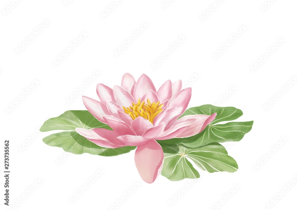 Pink lotus flower among with tree green lotus leaves. Hand draw and paint, isolate image. Digital painting.