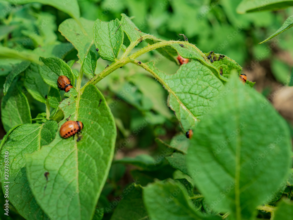 Colorado potato beetle larvae on young potato leaves Colorado potato beetle larvae on young potato leaves