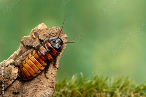 Close-up big Madagascar hissing cockroach (Gromphadorhina portentosa) crawling on the snag  on green grass background