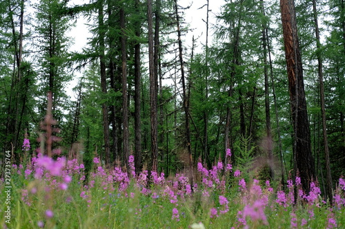 Meadow with pink flowers on the background of coniferous forest.