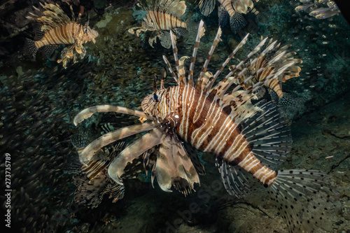 Lion fish in the Red Sea colorful fish  Eilat Israel